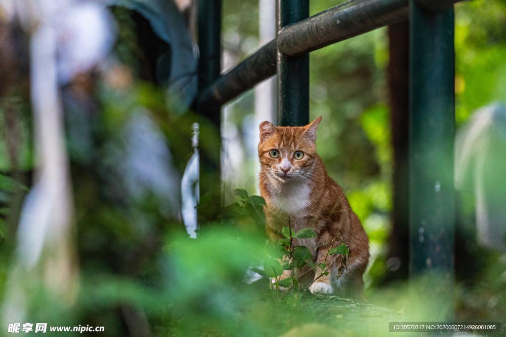 猫咪