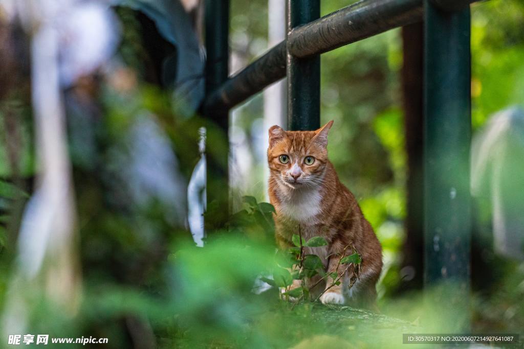 猫