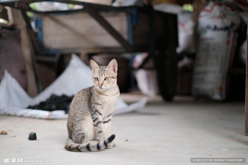 猫