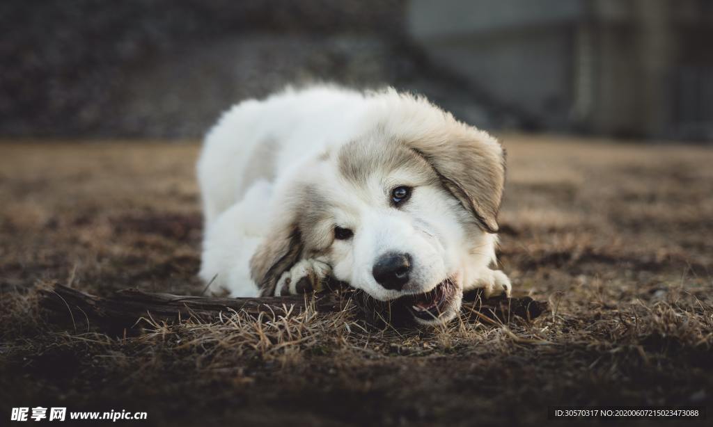 狗狗
