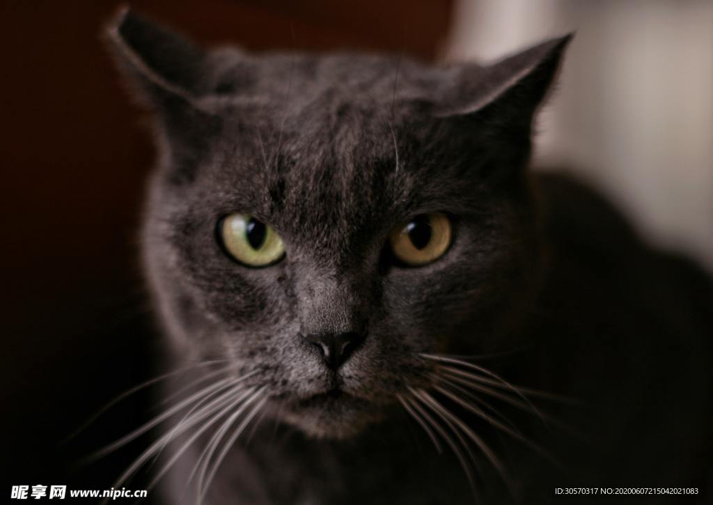 猫