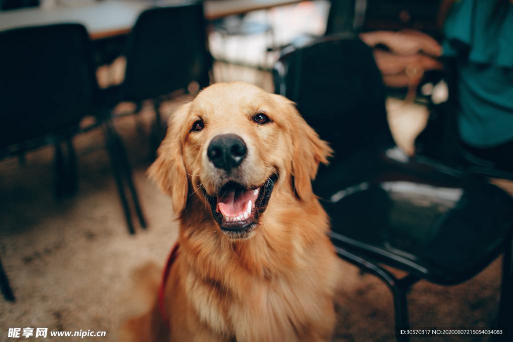 狗狗