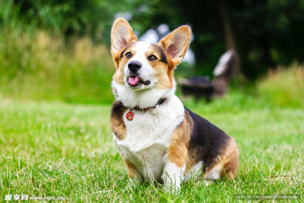 狗狗
