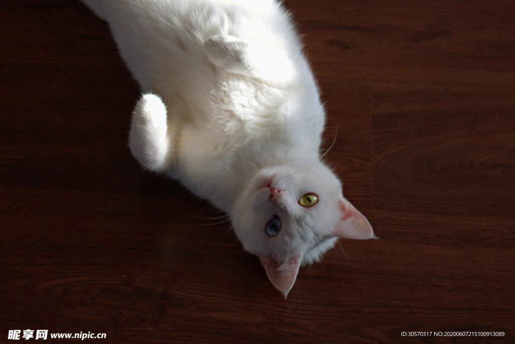 猫