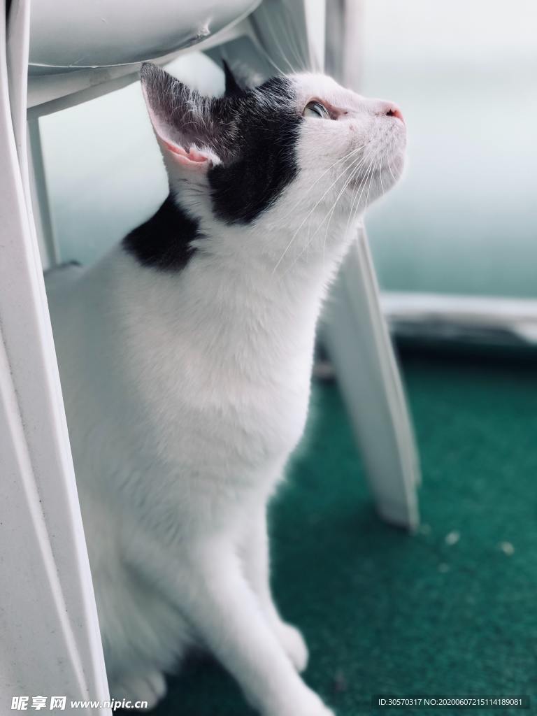 猫