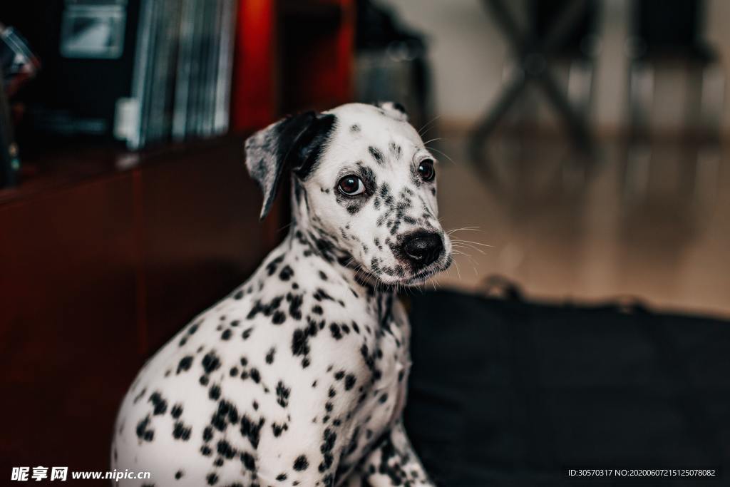 狗狗
