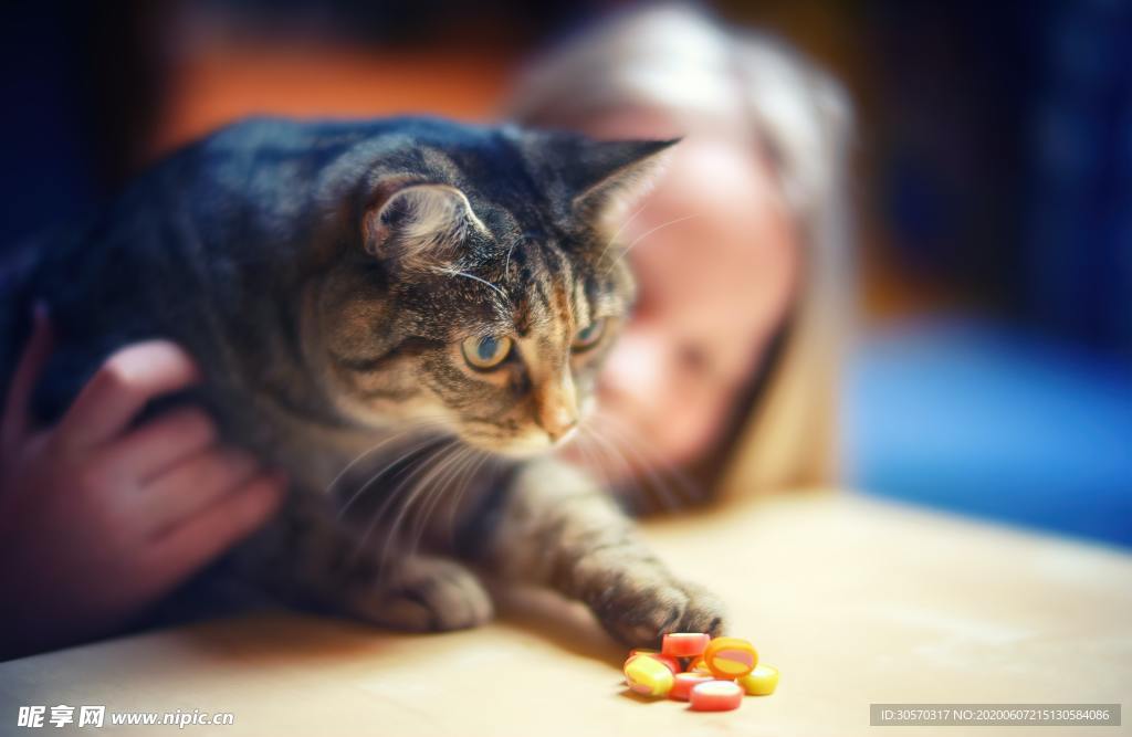 猫