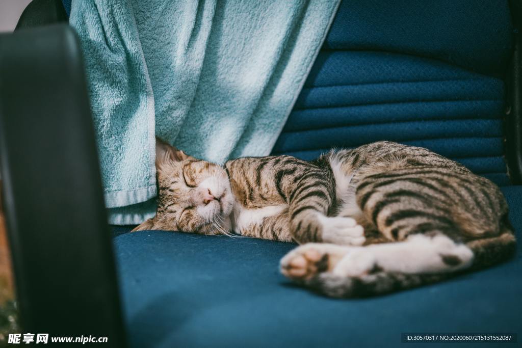 猫