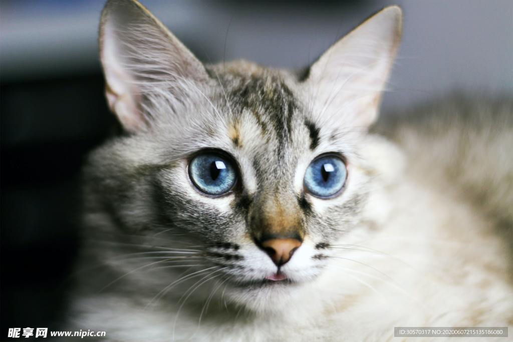 小猫