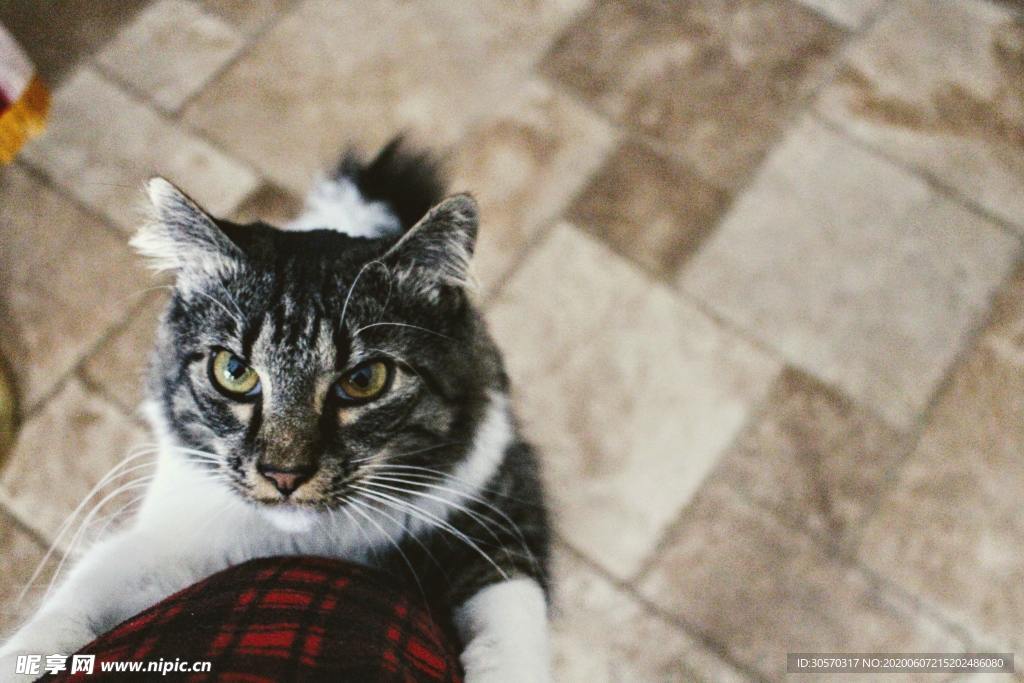 猫