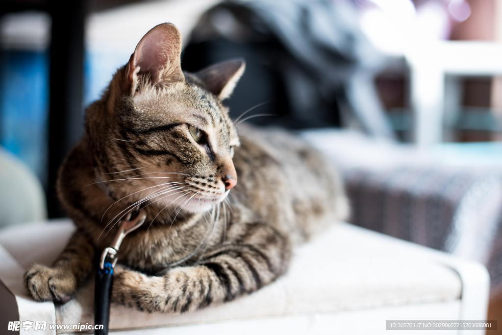 猫咪