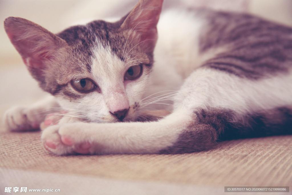 猫咪