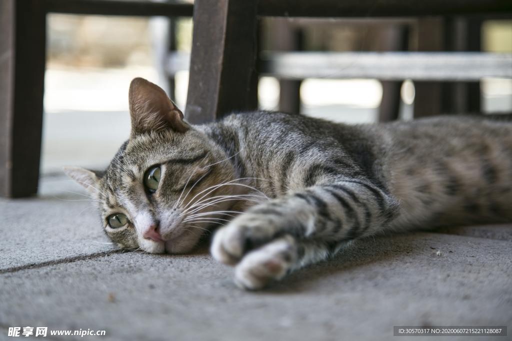 猫咪