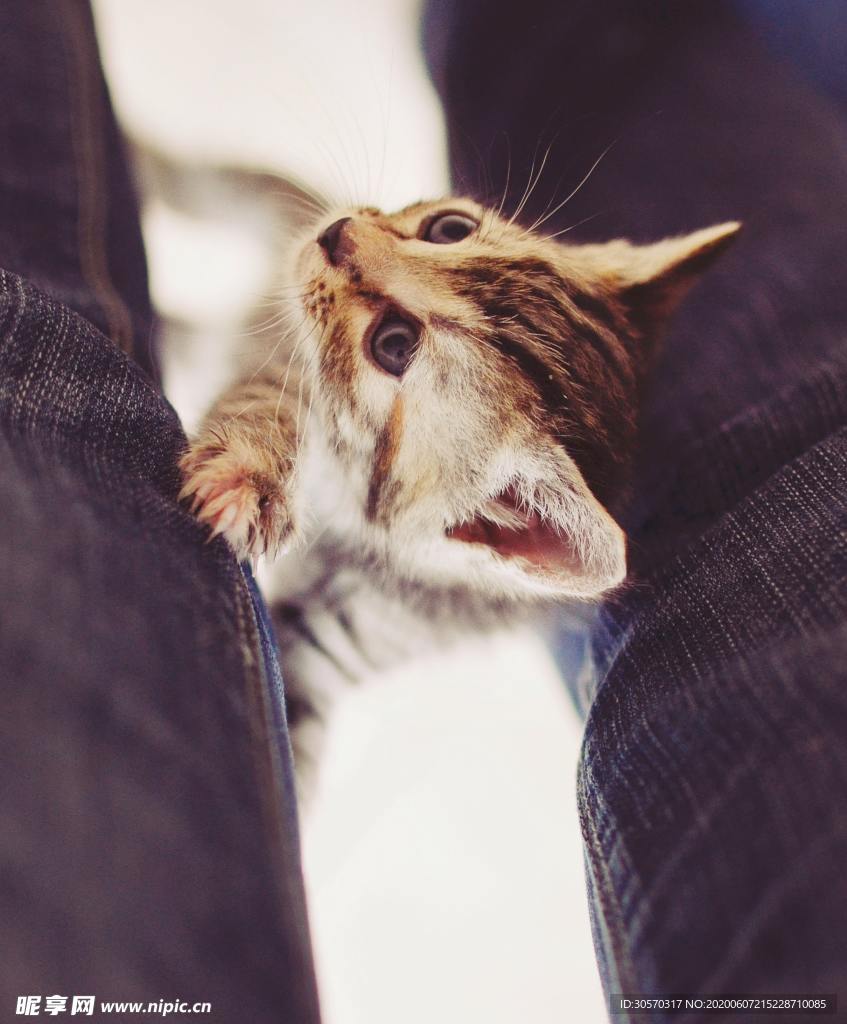 猫咪