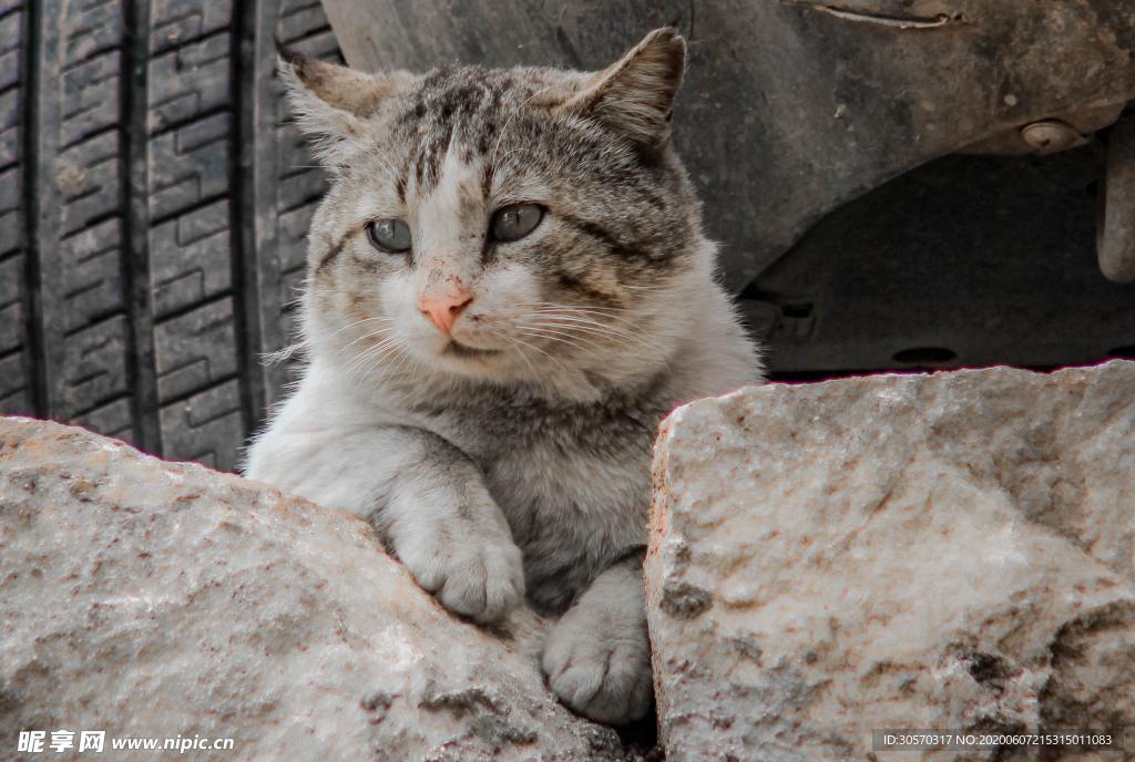 猫咪
