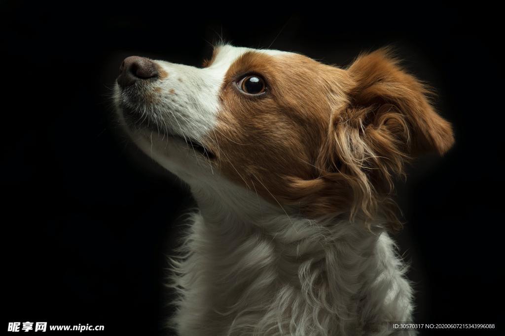 狗狗