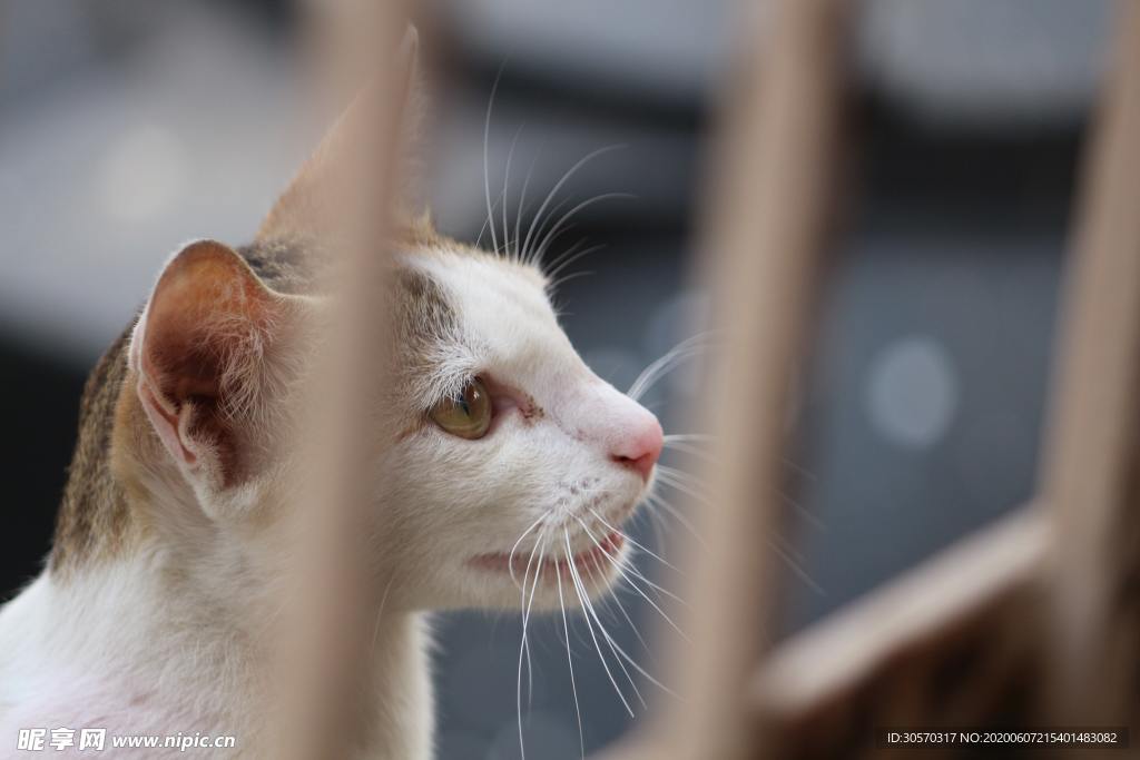 猫咪