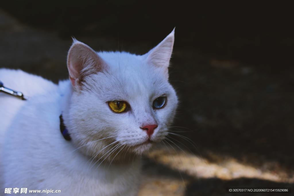 猫咪