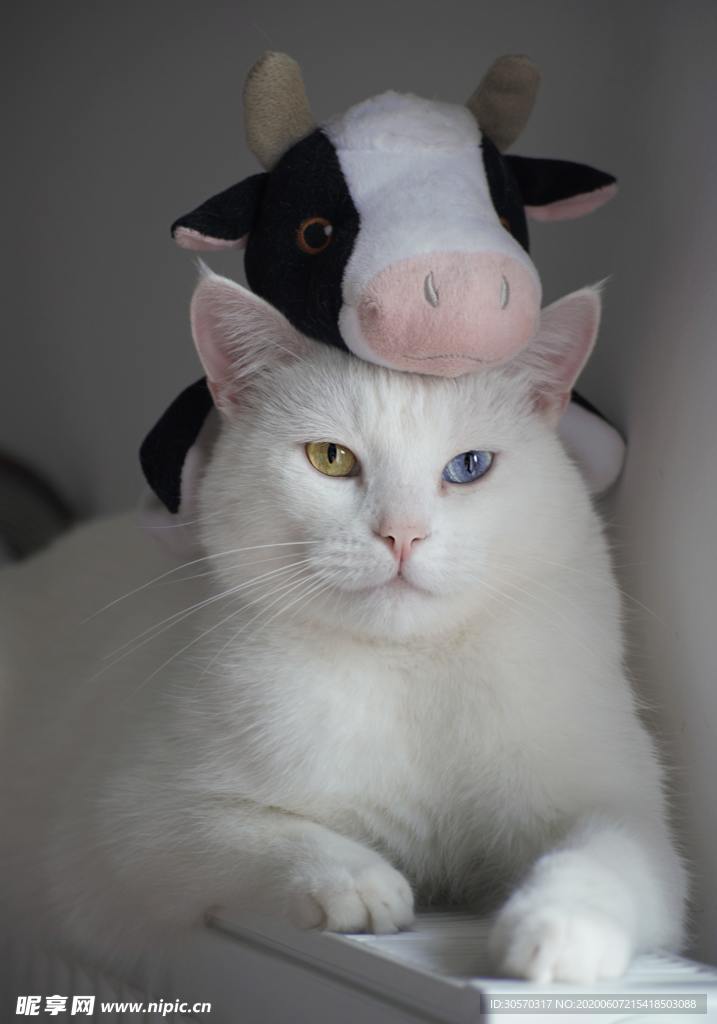 猫咪