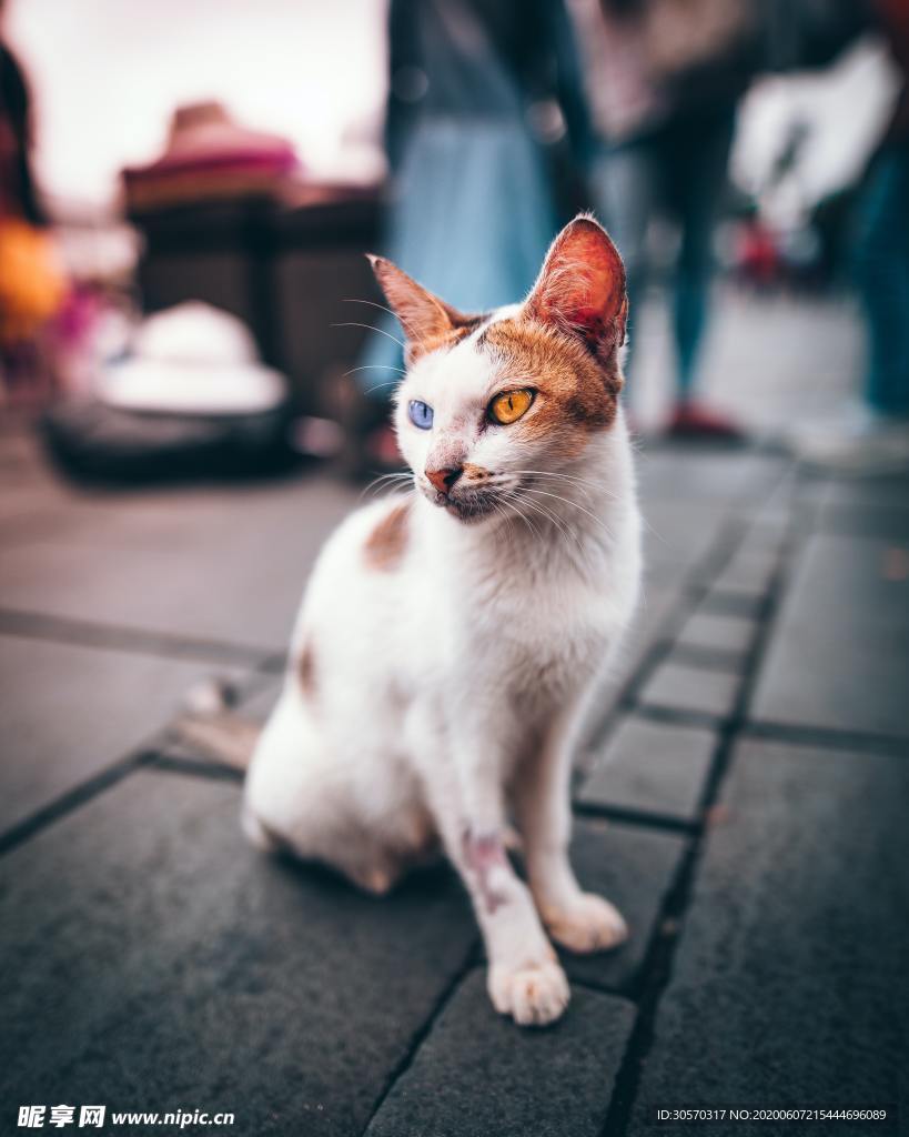 猫
