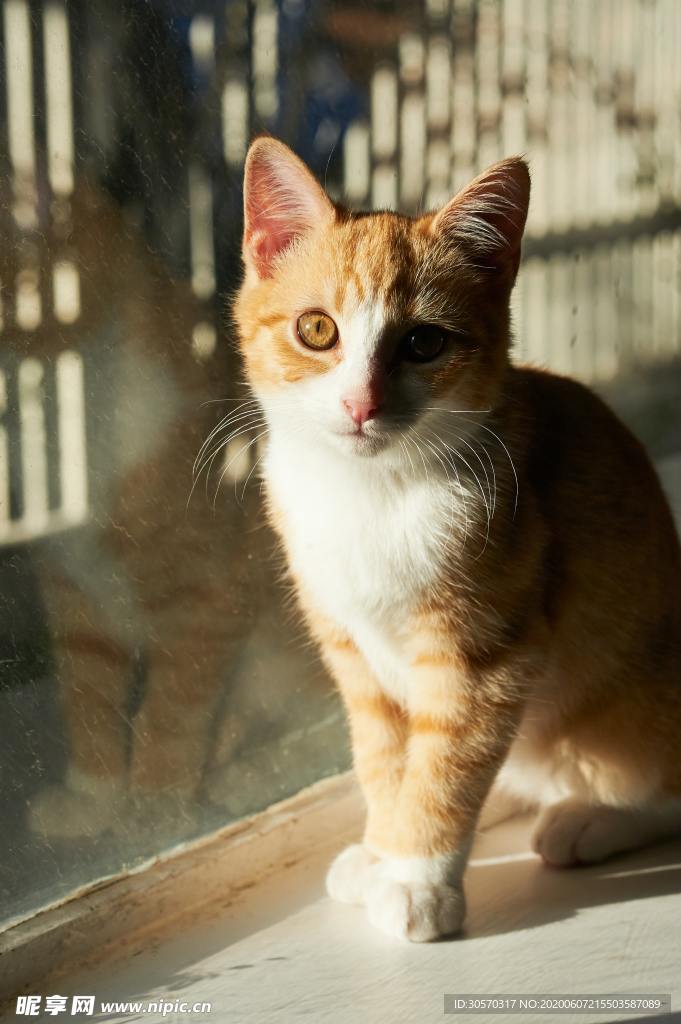 猫