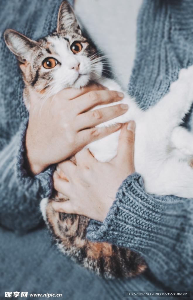 猫