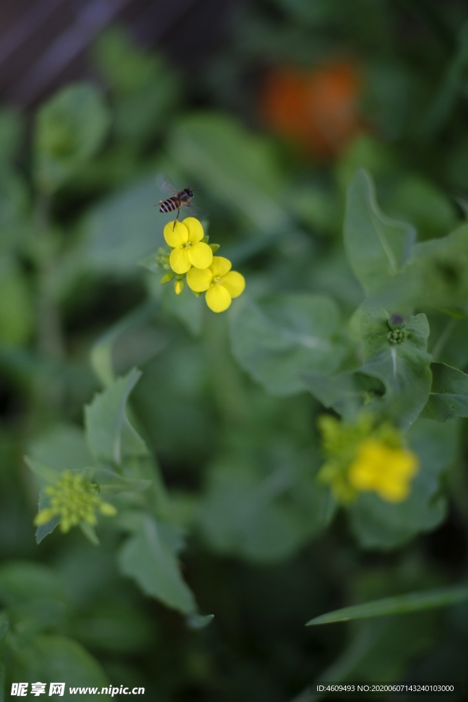 油菜花