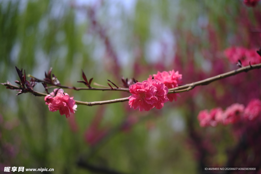 花