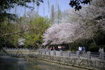 公园樱花树