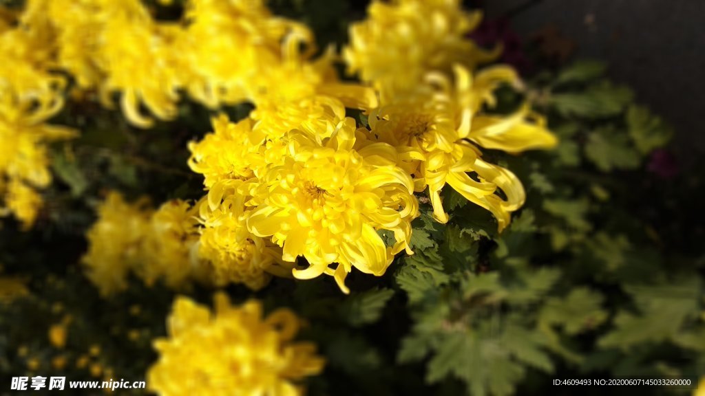 菊花