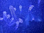 海底世界
