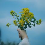 春天的油菜花