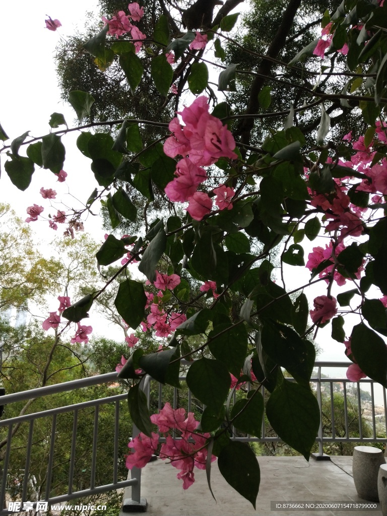 粉色的花朵绿叶枝条优美旅游