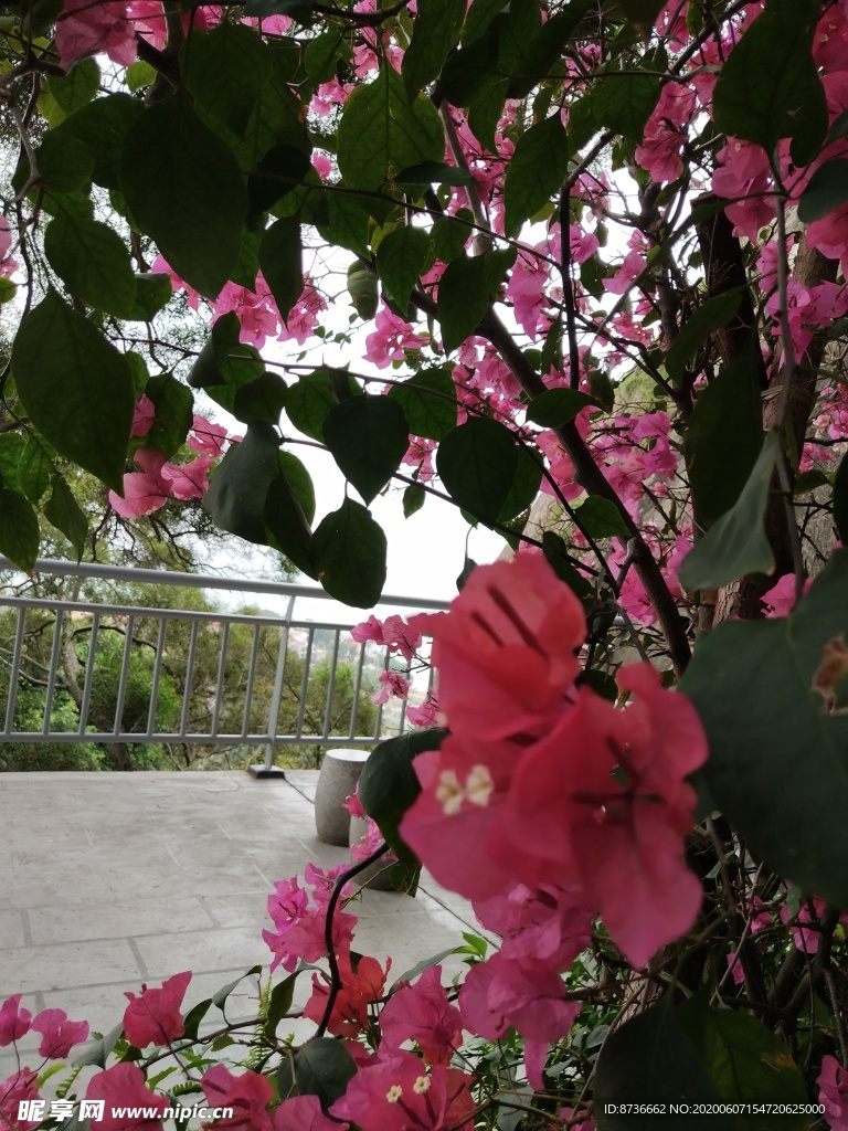 粉色的花朵树木风景优美旅游