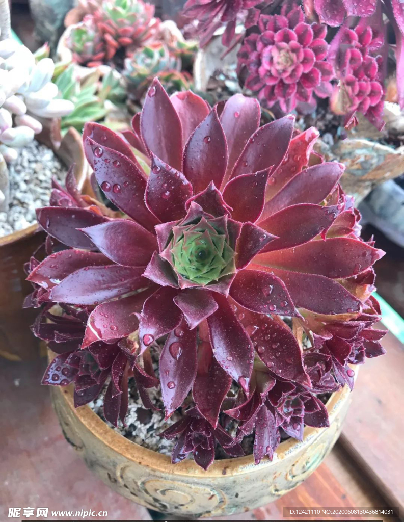 多肉