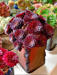 多肉  花