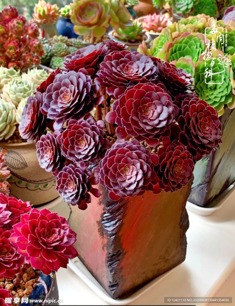 多肉  花