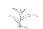 茶