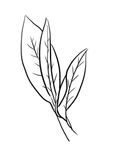 茶