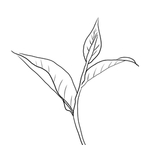 茶