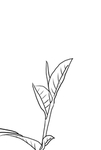 茶
