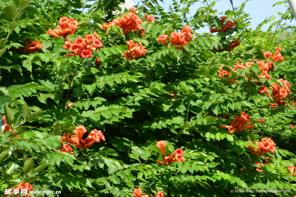 凌霄花