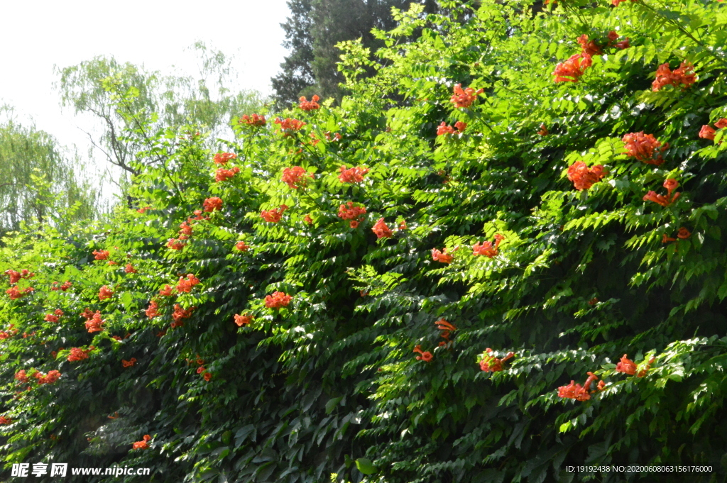 凌霄花