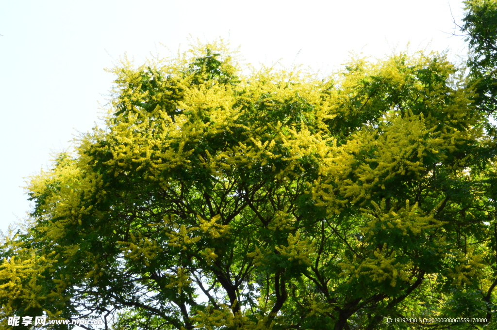 栾树花