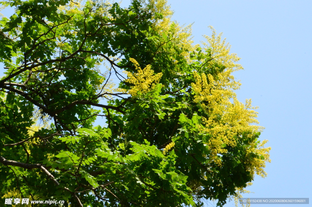 栾树花