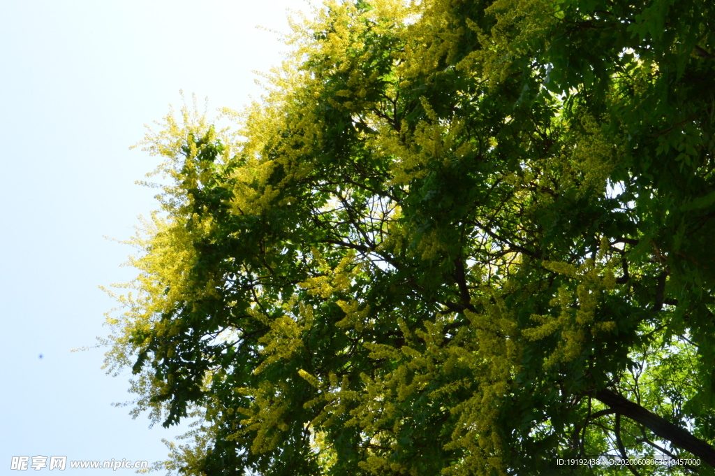 栾树花