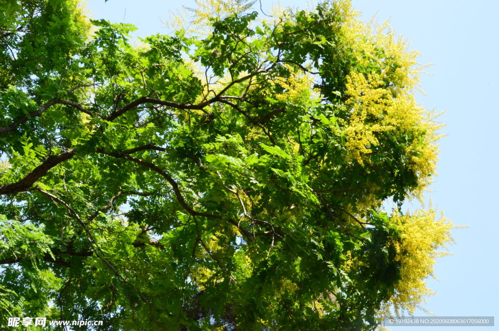 栾树花