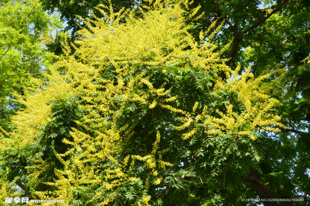 栾树花