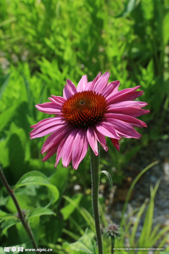 松果菊