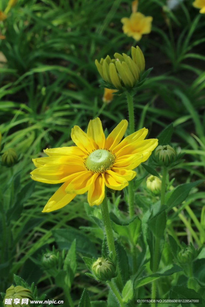 金光菊